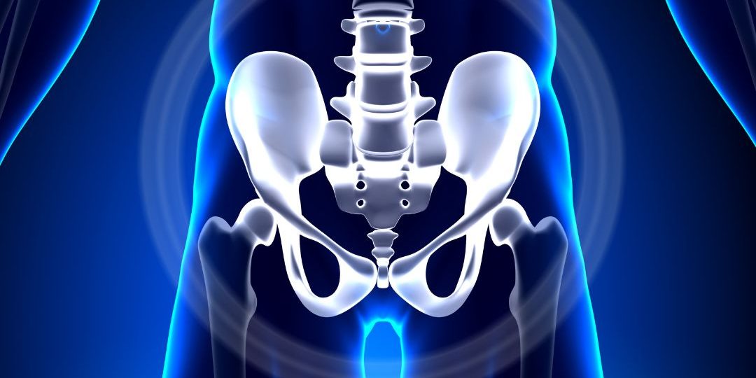 Anatomical drawing of the hips and pubis.